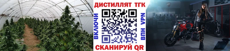 ТГК Wax  kraken вход  Выборг 