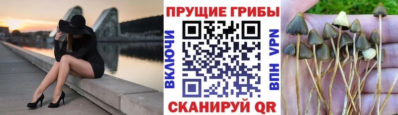 ОМГ ОМГ как войти  Выборг  Галлюциногенные грибы мухоморы 